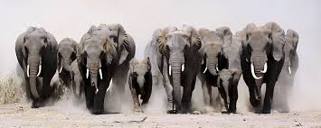 elephant herd 1080p 2k 4k 5k hd