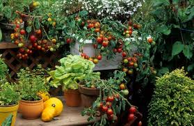 Great Vegetables For Container Growing