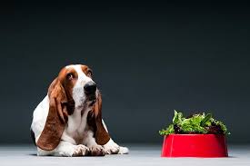 Is Lettuce Safe For Dogs Can Dogs Have