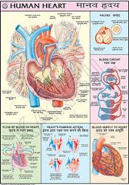 Human Heart For Human Physiology Chart
