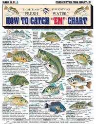 How To Identify Freshwater Species Shad Perch Walleye