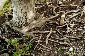 Landscape Around Exposed Tree Roots