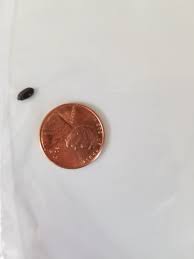 identifying little black bugs thriftyfun
