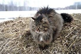 Siberian cats come in a wide variety of colours. The Stunning Siberian Cat The Purrington Post