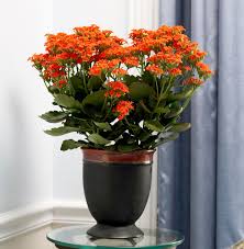 how to plant and grow kalanchoe
