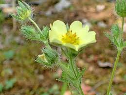 Regular chemical suppliers sell ground roll sulfur. Sulphur Cinquefoil Pictures Flowers Leaves Identification Potentilla Recta