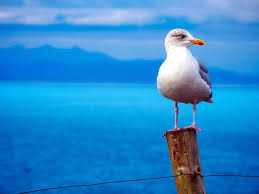 Imagen gratis: posado gaviota, mar, pájaro, agua, fauna, el poste de madera
