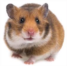 The hamster is a rodent whose scientific name is cricetinae. it contains 18 species in seven different genera and includes lemmings and mice among others. Hamsters As Pets Veterinary Partner Vin