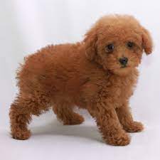 red poodles red poodle puppies at