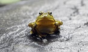 How To Get Rid Of Frogs Humanely And As