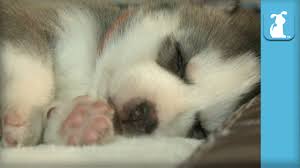 The average litter size for the miniature husky is fairly large, often between 9 and 11 puppies. Video Husky Puppies Dreaming And Twitching In Their Sleep Doggie Outpost