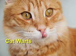 cat warts local value veterinary