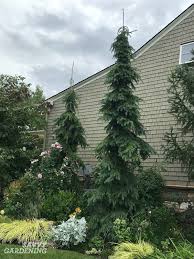 Columnar norway spruce will grow to be about 30 feet tall at maturity, with a spread of 10 feet. Weeping Trees 14 Beautiful Choices For The Yard And Garden