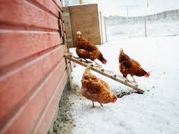 Top 10 Tips For Keeping Chickens In Winter