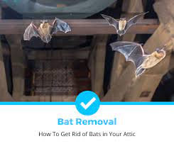 get rid of bats in your attic 2023