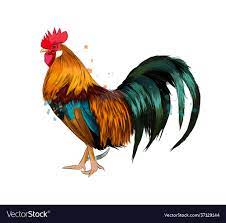 Cock from a splash watercolor colored drawing Vector Image