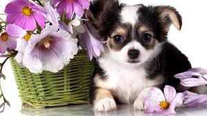 wallpaper chihuahua puppy dog flower