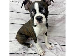 boston terrier dog male brindle 3305032