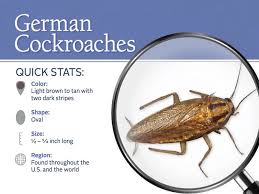 german roach plete guide 4