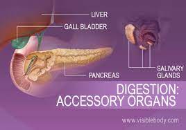 Accessory Organs | Digestive Anatomy