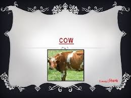 Essay domestic animal cow images