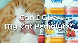 can i give my cat pedialyte pet consider