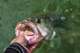 Bass are available in many lakes, ponds and rivers in nh. Best Place To Go Bass Fishing Near Me Cheap Buy Online