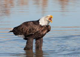 a threatening bald eagle protecting his
