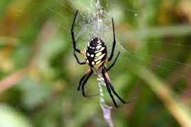 13 yellow and black spiders with