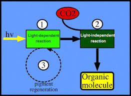 99 Photosynthesis Overview