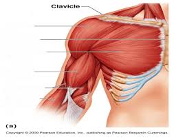 The terms rectus (parallel), transverse (perpendicular), and oblique (at an angle) in muscle names refer to the direction of the muscle fibers with respect to the midline of the body. Game Statistics Name Of The Arm And Chest Muscles