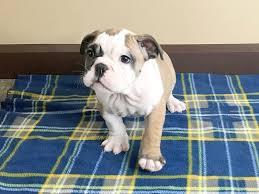 Dog health so you have your new puppy picked out. Victorian Bulldog Dog Male Red White 2503910 Petland Mason Oh
