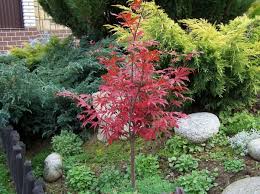 Buy Japanese Maple Atropurpureum Tree