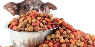 A Guide to the Best Organic Dog Food for Small Breeds