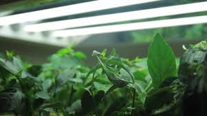 How T5 Grow Lights Fit Your Growing Demand And Saving Power An Overview By Greens Hydroponics Youtube