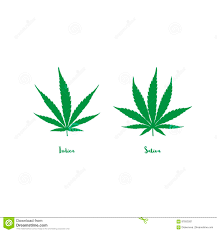 Sativa And Indica Stock Vector Illustration Of Dispensary