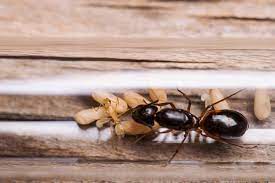 homemade ant with boric acid