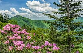 Wallpaper flowers, mountains, USA ...