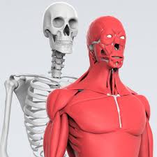 View surface anatomy research papers on academia.edu for free. Artstation The Human Anatomy Complete Skeleton Surface Anatomy Male Adrian Azadvaten