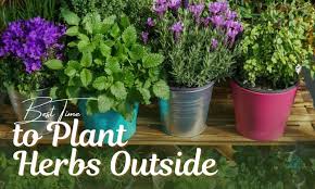 When To Plant Herbs Outside Best