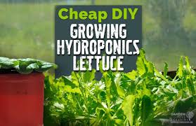 growing lettuce hydroponics diy