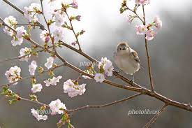 桜と鳥 写真素材 [ 788706 ] - フォトライブラリー photolibrary