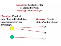 genetics is the study of the mapping