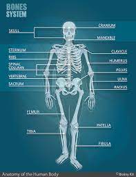 On average, it is about 20 inches long, according to infoplease. Anatomy For Kids Pdf Kit