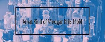 What Kind Of Vinegar Kills Mold Mold