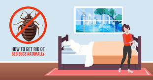 How To Get Rid Of Bed Bugs Naturally 8