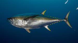 I'm confused…i thought tuna was tuna but standing at the shelf trying to decide what to buy and it's just overwhelming! Tuna Faq Marine Stewardship Council