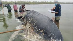 Seekor paus sperma ditemukan mati terdampar di pulau kapota di taman nasional wakatobi, sulawesi. Paus Sperma Mati Perutnya Mengandung 6 Kg Sampah Plastik