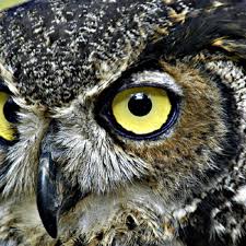 Image result for Owl