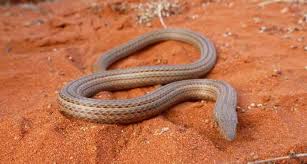 Burton's legless lizard on wn network delivers the latest videos and editable pages for news & events, including entertainment, music, sports, science and more, sign up and share your playlists. Burton S Legless Lizard The Animal Facts Appearance Diet Habitat